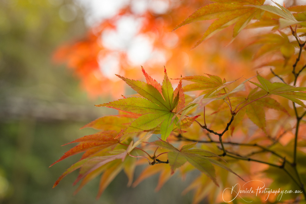 Red and Green Maple Leaves at Koko en Garden in Himeji